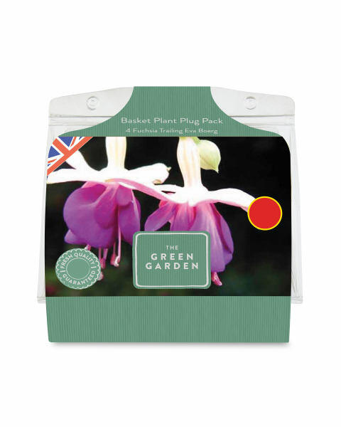 Basket Plant Plug Packs