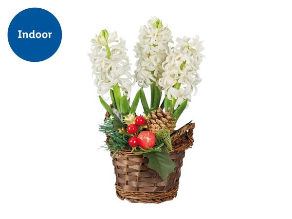 Hyacinth in Basket