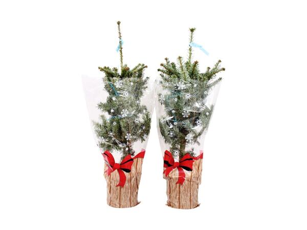 Medium Christmas Tree
