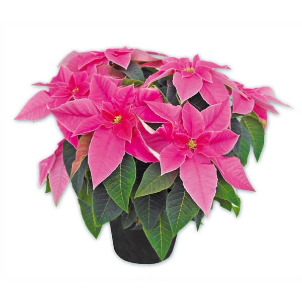 Herbststern "Princettia"