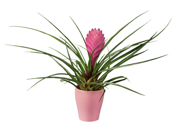 Flowering Plants