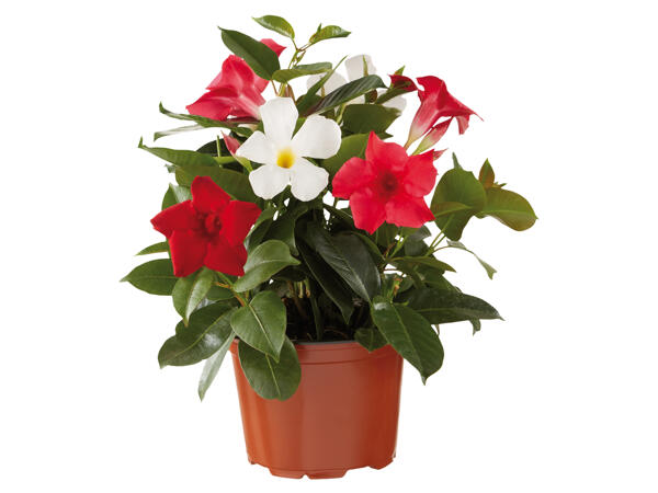 Dipladenia Trio