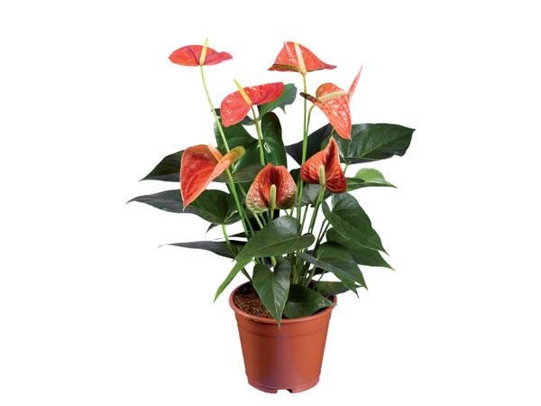 Calathea crocata, Zantedeschia, Anthurium
