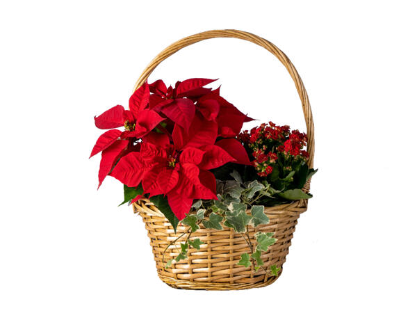 Christmas Basket