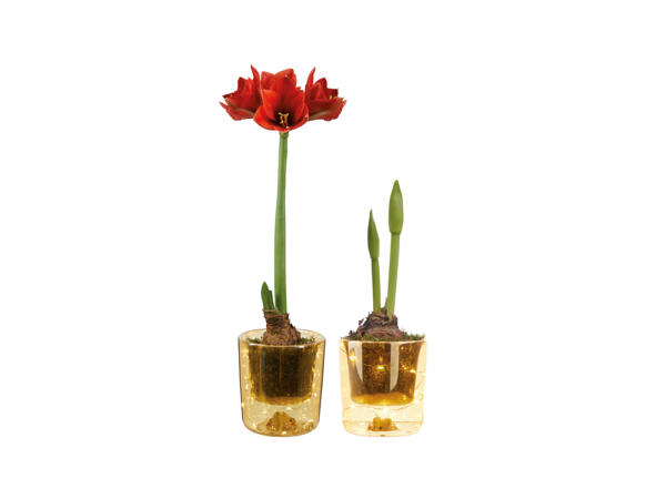 Amaryllis med belysning