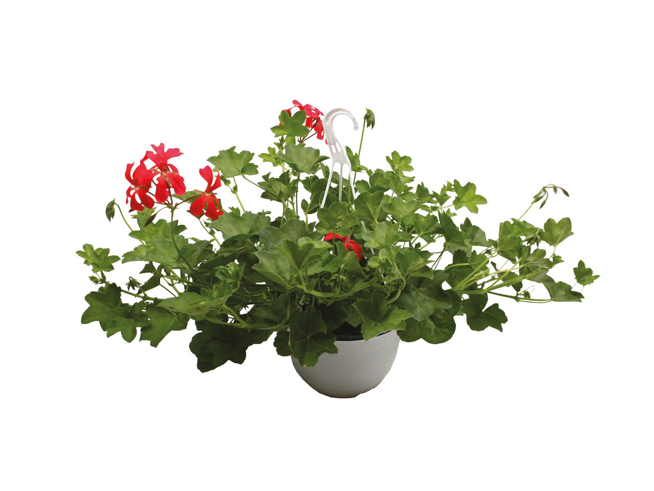 Sommerampelmiks