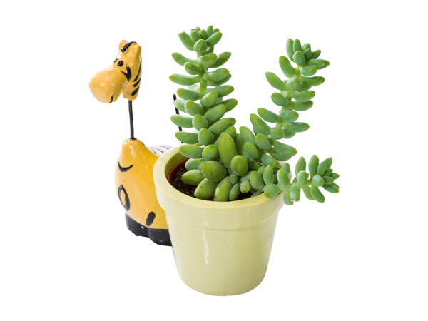 Succulent Plant Composition