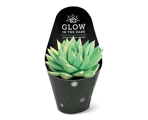 Glowing Succulent