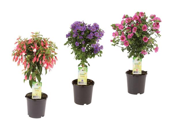 Opstammet terrasseplante