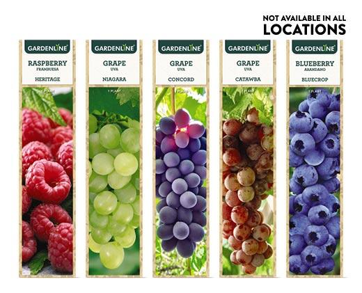 Gardenline 
 Berry Bush Assorted Varieties