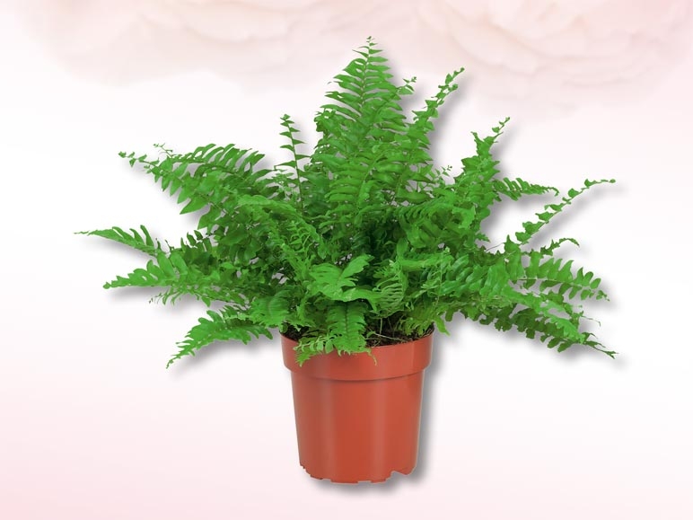 Nephrolepis (dès 25.2.)