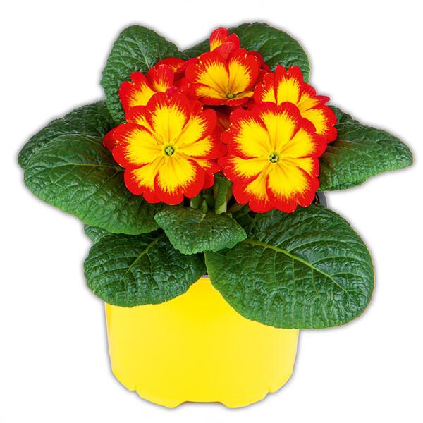 Primel in Sonderfarben