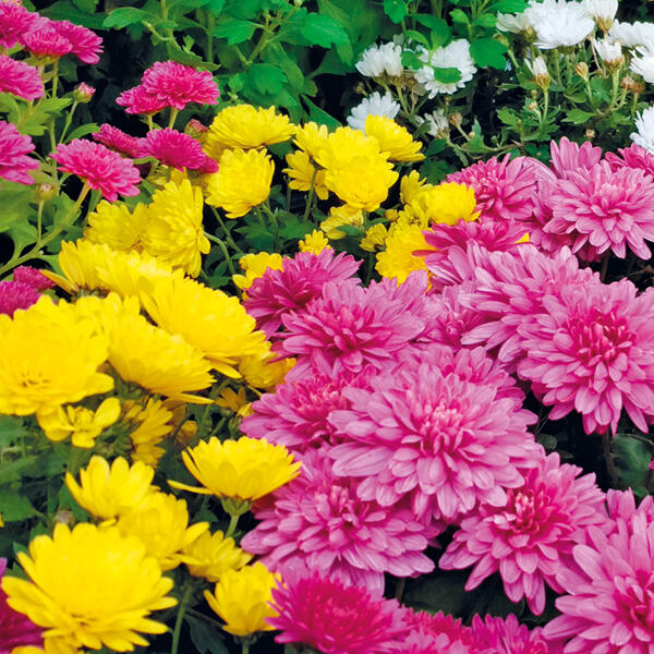Chrysanthemen Trio