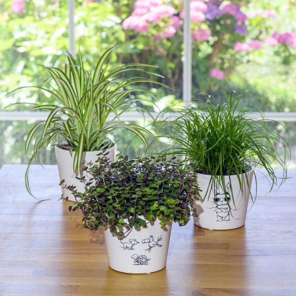 Grønne planter