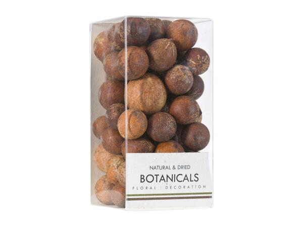 Botanical Decorations