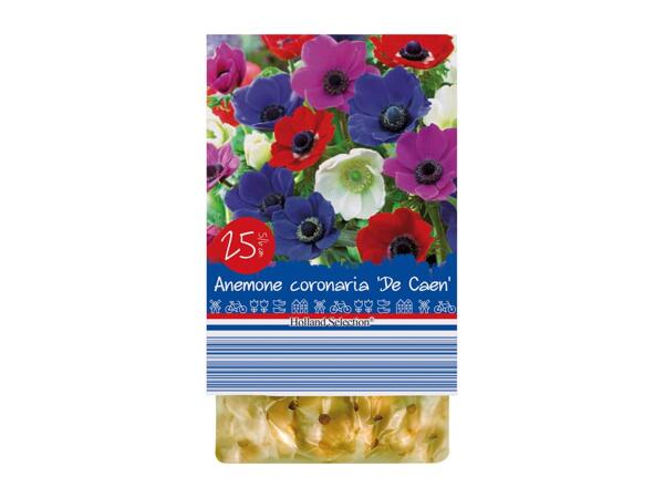 Spring Flowering Bulbs