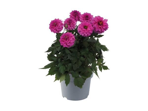 Dahlia