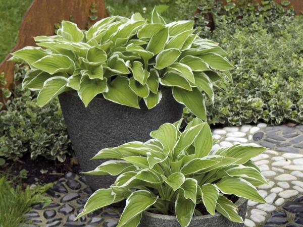 Hosta