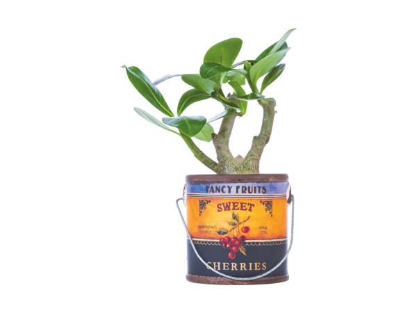 Grøn plante i spand