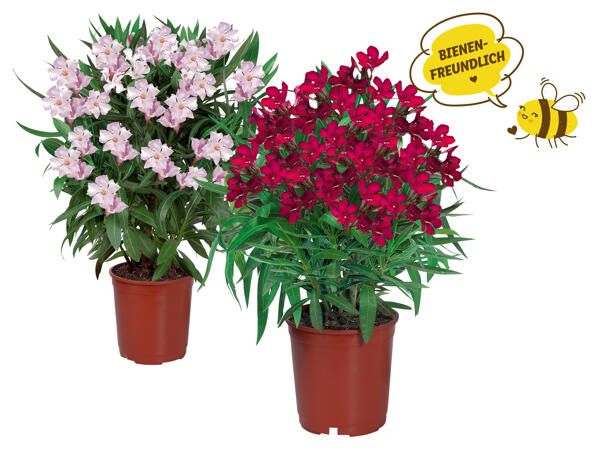 Oleander