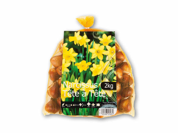Påskelilje blomsterløg