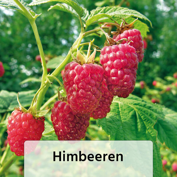 Himbeeren / Brombeeren XL – die Großen