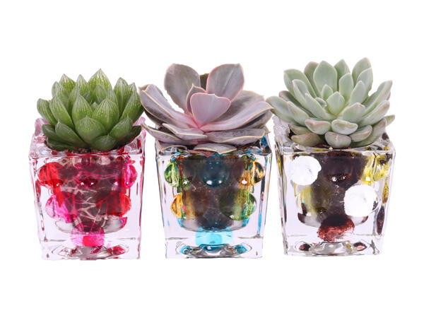 Succulentes dans un dé en verre
