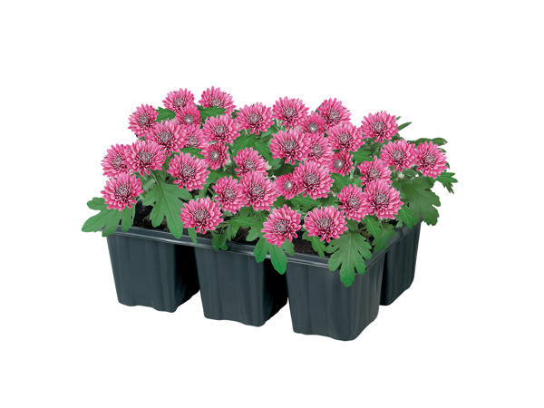 Chrysanthemum1