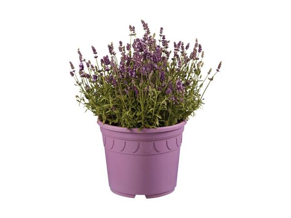 Large Lavender