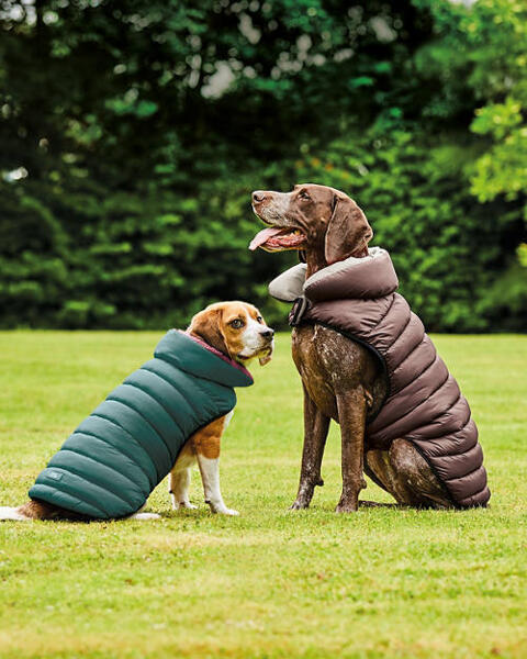 Dog Bomber Jacket