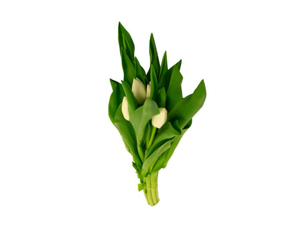 Tulipaner