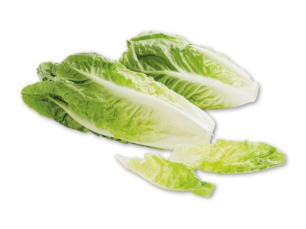 Mini romaine salat 2-farvet
