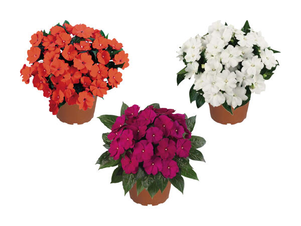 Impatiens (solo in Ticino e nella Svizzera francese)