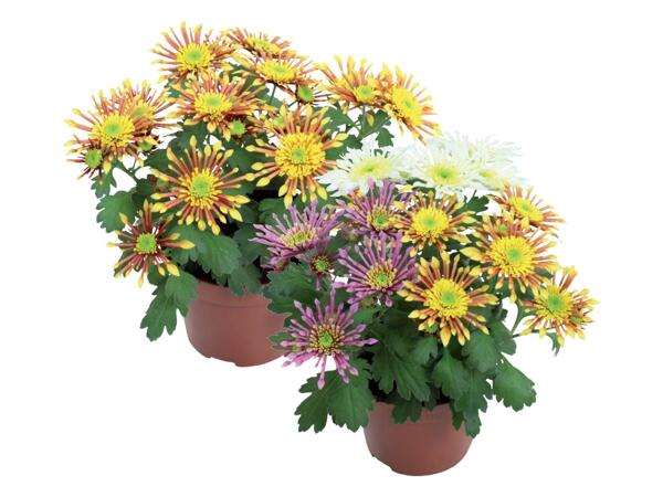 Chrysanthemums