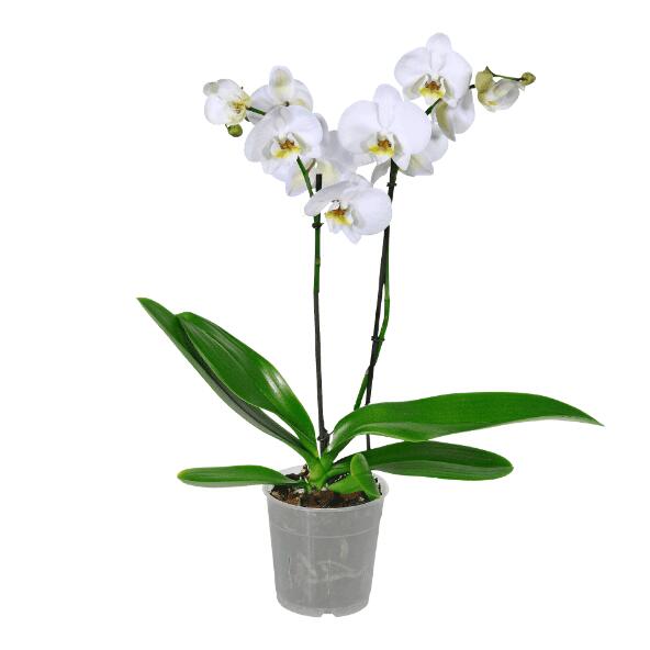 Orchidée