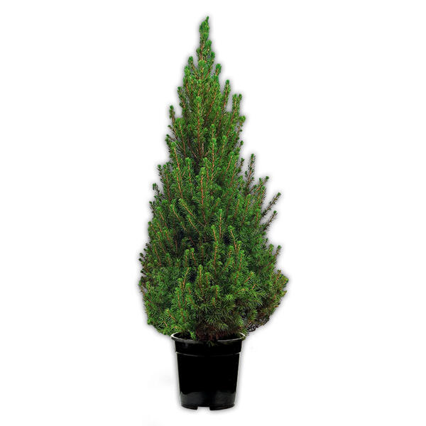 Weihnachtsbaum