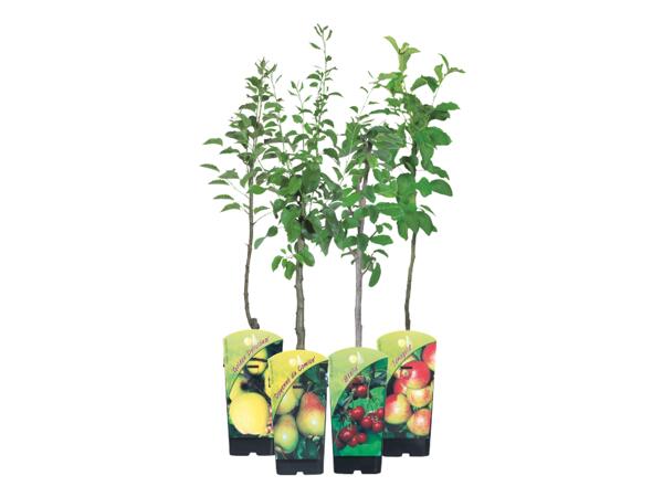 Fruktträd