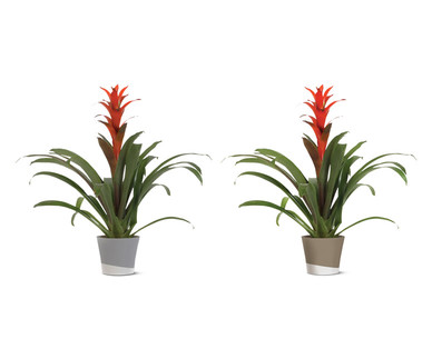 6" Bromeliad
