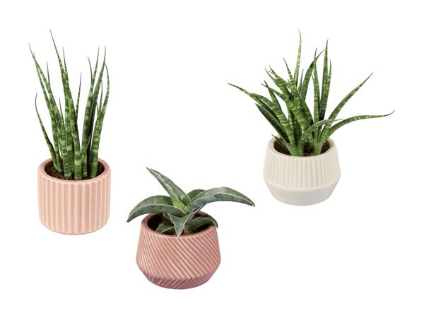 Succulentes dans un mini pot en terre cuite nature