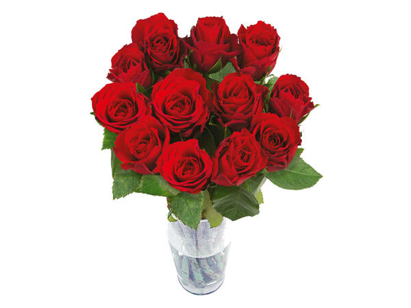 Dozen Large Headed Roses