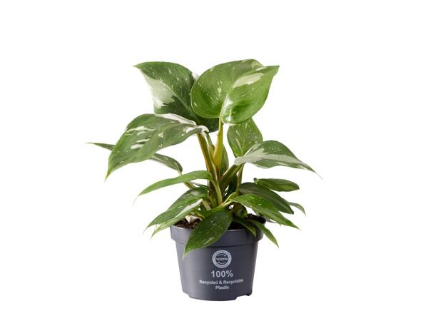 Philodendron