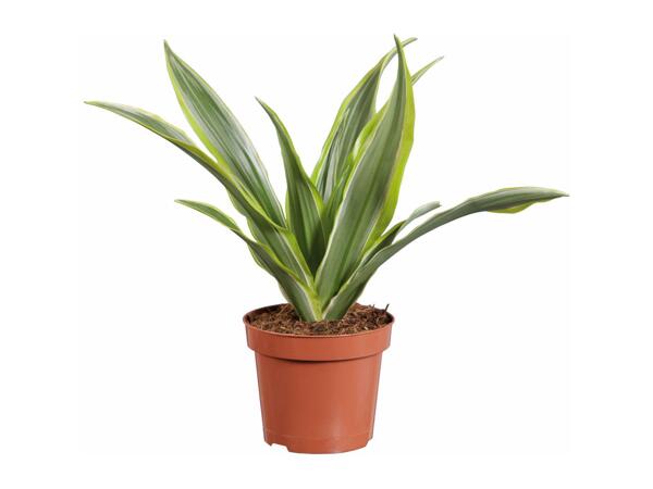 Plant Mix