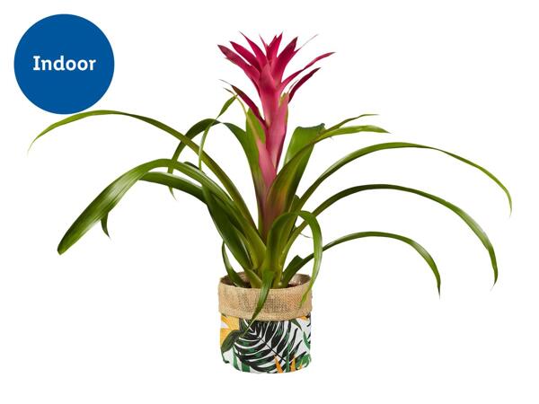 Jungle Bromelia
