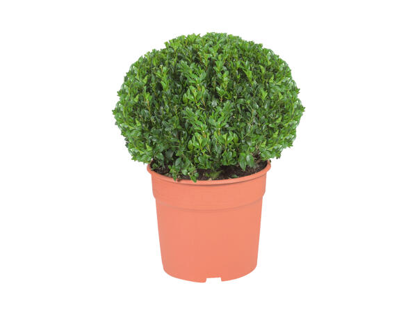 Buxus Ball
