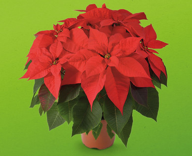 Weihnachtsstern