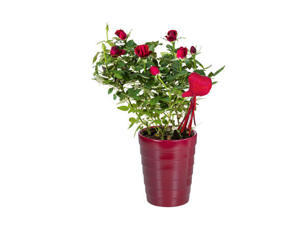 Sweetheart Roses
