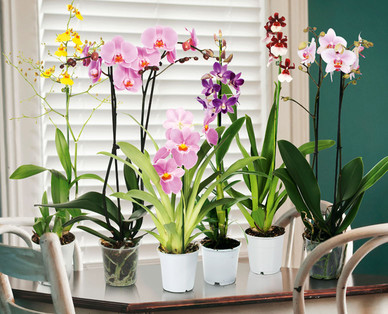 Orchideenvielfalt