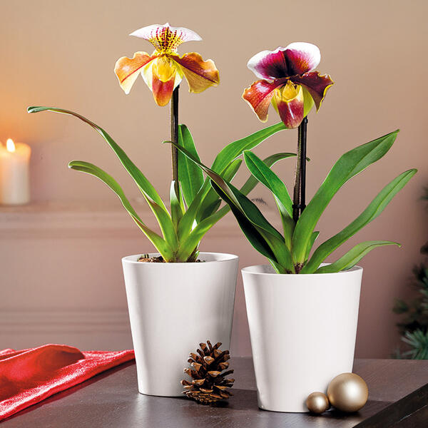 Orchidee Frauenschuh "Paphiopedilum"