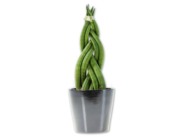 Sansevieria im Keramiktopf