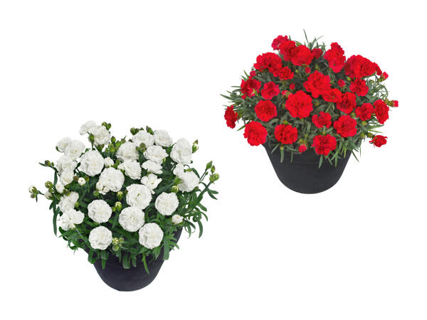 Dianthus adorables
